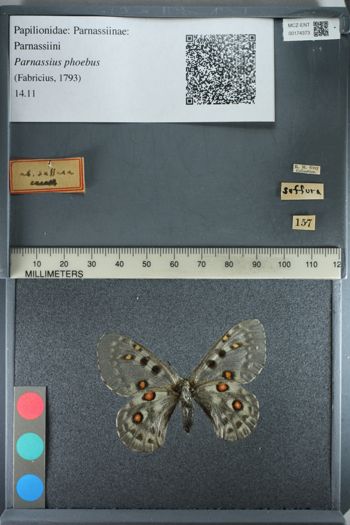 Media type: image;   Entomology 174373